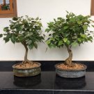 BONSAI - Bodhi Tree