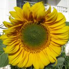 HUGE SUNFLOWER - Helianthus giganteus