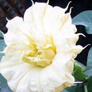 Golden Queen Double - Datura