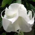 Double White - Datura