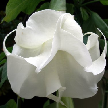 Double White - Datura