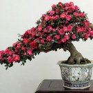 BONSAI - Japanese Camellia
