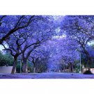 BLUE JACARANDA