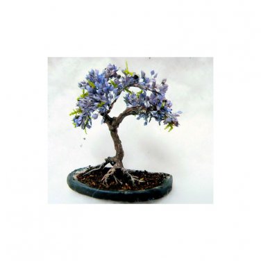 BONSAI - Blue Jacaranda Tree