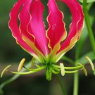 GLORY LILY Gloriosa Rothschildiana