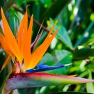 BIRD OF PARADISE Strelitzia reginae