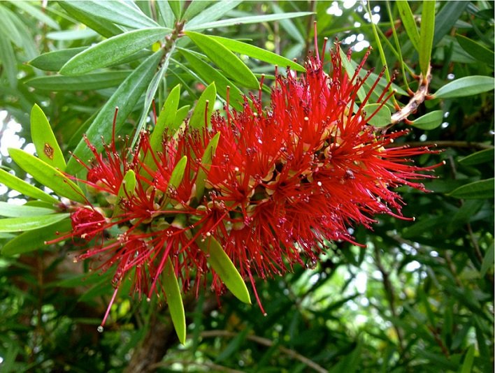 BONSAI - Bottle Brush