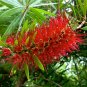 BONSAI - Bottle Brush
