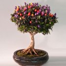BONSAI - Purple Prince Pepper
