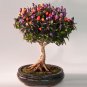 BONSAI - Purple Prince Pepper