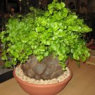 TURTLE SHELL Dioscorea Elephantipes