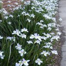 FORTNIGHT LILY  Dietes iridioides
