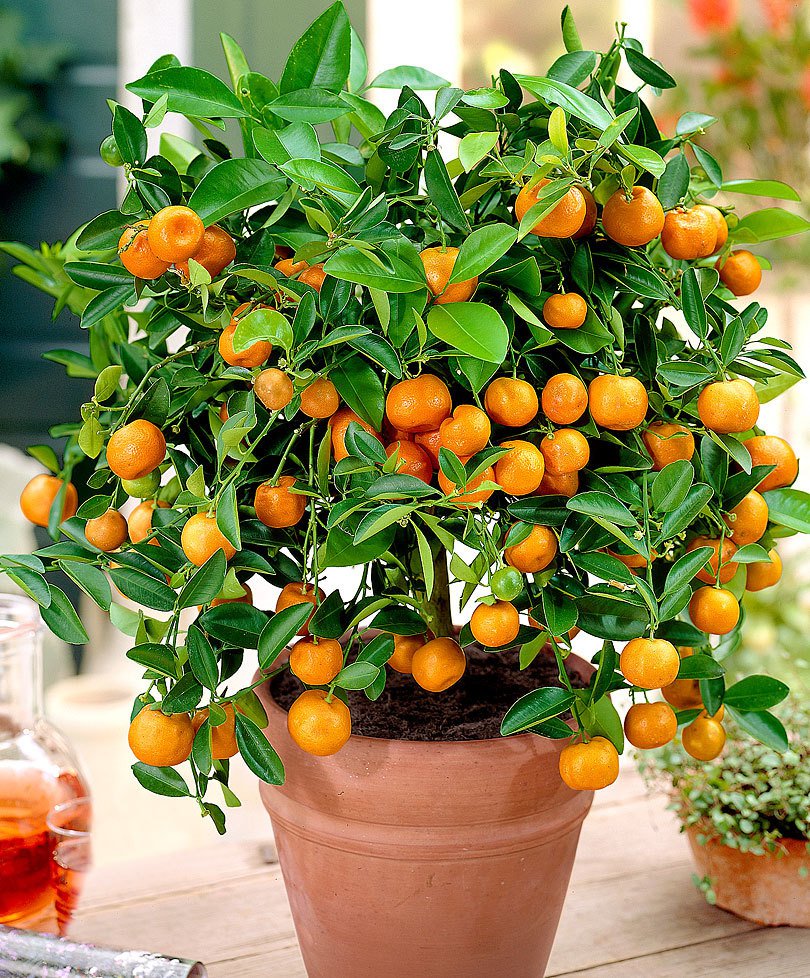 BONSAI Calamondin