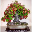 BONSAI - Crab Apple (Malus sylvestris)