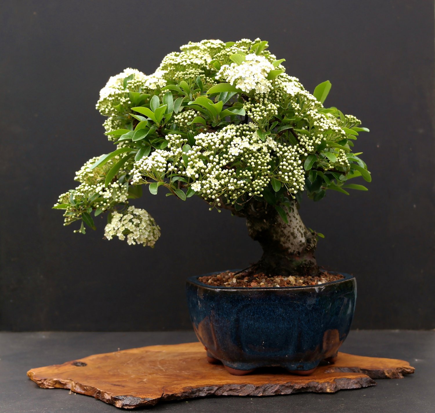 BONSAI - Dwarf Orange Glow Pyracantha