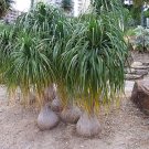 Ponytail Palm - Beaucarnea Recurvata