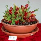 PURPLE PITCHER PLANT - Sarracenia purpurea