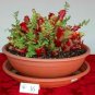 PURPLE PITCHER PLANT - Sarracenia purpurea