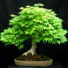 BONSAI - Japanese Maple