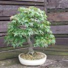 Bonsai - SILVER MAPLE