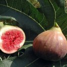 COCONUT STRAWBERRY FIG - Elephant Ear Fig (Ficus Auriculata )