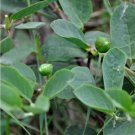 CAPER BUSH (Capparis spinosa)