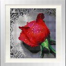 Red Rose with Dew Drops