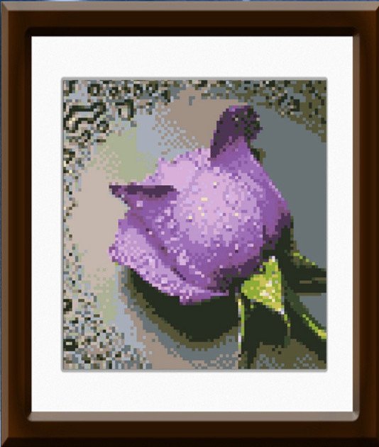 Purple Rose with Dew Drops