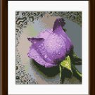Purple Rose with Dew Drops