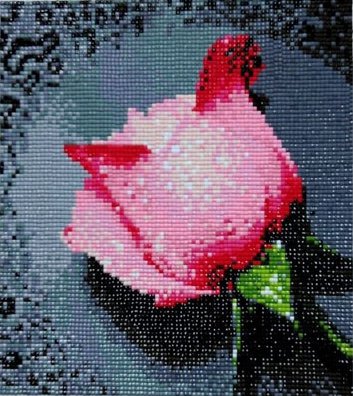 Light Pink Rose with Dew Drops