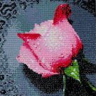 Light Pink Rose with Dew Drops