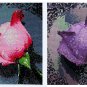 Light Pink Rose with Dew Drops