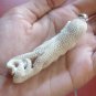 Bali Pendant Necklace OCTOPUS F/r Deer Antler Carving w/ Silver Bail 925 #r402