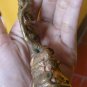 Antique ! Vintage Shiva Shiwa Budha Hindu Bronze Statue 99 gram Table Decor #r384
