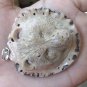 Bali Pendant Necklace BEAR HEAD From Deer Antler Carving w/ Silver Bail 925_r126