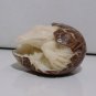 Bali Netsuke Crocodille Aligator EGG Statue From Tagua Nut Carving Table Decor_q948