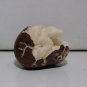 Bali Netsuke TURTLE EGG Statue From Tagua Nut Carving Table Decor_q947