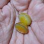 100% Genuine ! 2 PCS Mabe Pearl Half Pearl Cabochon South Sea Lustrous GOLD 14mm_q853