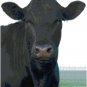 BLACK ANGUS COW CROSS STITCH PATTERN PDF ONLY