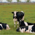 HOLSTEIN COW GROUP CROSS STITCH PATTERN PDF ONLY