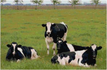HOLSTEIN COW GROUP CROSS STITCH PATTERN PDF ONLY