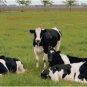 HOLSTEIN COW GROUP CROSS STITCH PATTERN PDF ONLY