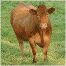 LIMOUSIN COW #1 CROSS STITCH PATTERN PDF ONLY