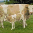 MAMA COW AND BABY #1  CROSS STITCH PATTERN PDF ONLY