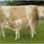 MAMA COW AND BABY #1  CROSS STITCH PATTERN PDF ONLY