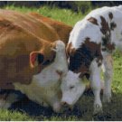 MAMA COW AND BABY #2  CROSS STITCH PATTERN PDF ONLY