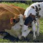 MAMA COW AND BABY #2  CROSS STITCH PATTERN PDF ONLY