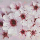 CHERRY BLOSSOMS CROSS STITCH PATTERN PDF ONLY