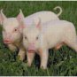BABY PIG PAIR CROSS STITCH PATTERN PDF ONLY