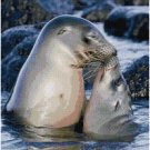 SEALS KISSING STITCH PATTERN PDF ONLY